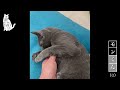 【全自動猫用トイレ🚽】前編🐈‍⬛子猫は使ってくれるのかな！？😣　 猫 猫動画 amazon ロシアンブルー 全自動トイレ