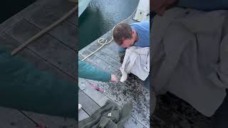 Sailboat Cat Rescued after Accidental Swim under Dock