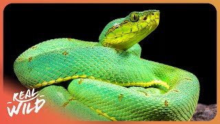 Searching For The World's Most Venomous Snakes