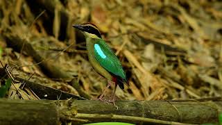 仙八色鶇/八色鳥(Fairy Pitta)