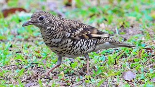 白氏地鶇(虎鶇)/White's Thrush