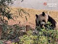 09 01 25 今天加餐笋笋好开心 大熊猫润玥 大熊猫艾玖 大熊猫 panda