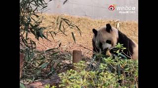 09/01/25 今天加餐笋笋好开心 #大熊猫润玥 #大熊猫艾玖 #大熊猫 #panda