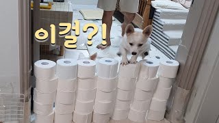 [휴지벽 챌린지] 이걸 뛰어넘어?! 휴지벽에 도전하는 봄 여름이 반응 (Toilet Paper wall Challenge)