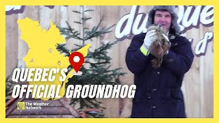 Fred la Marmotte Prepares for Quebec’s Groundhog Day Predictions