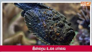 கடலுக்கு அடியில் கல் அல்ல அதிசய மீன்கள்  | Ulagaparvai | Australia Tamil Tv