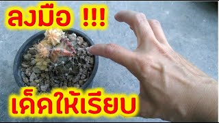 เด็ดให้เรียบ วิธีเด็ดหน่อยิมโนอย่างละมุน | [ต้นไม้น้อย]