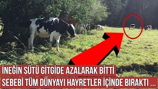 İneğin Sütü Gitgide Azalarak Bitti, Sebebi Tüm Dünyayı Hayretler İçinde Bıraktı