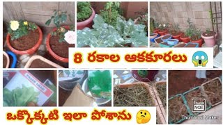 #vlog మన home gardenలో 8 రకాల 😱 ఆకుకూరలు | ఒక్కొక్కటి ఇలా పోశాను|leafy vegetables @blkteluguvlogs