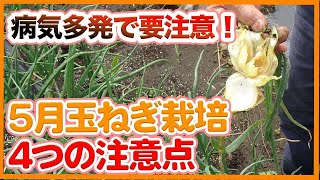 家庭菜園や農園で5月玉ねぎ栽培管理のコツ！べと病には要注意！玉ねぎ管理4つのポイントを徹底解説！【農家直伝】/ 4 precautions for onion cultivation in May.