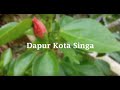 DAPUR KOTA SINGA