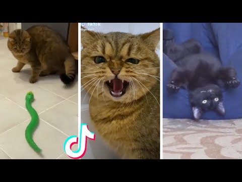 Funny Cute Cats Compilation Tiktok Shorts 仆 Fapflamingotube