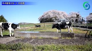 牛の放牧始まる　大田原