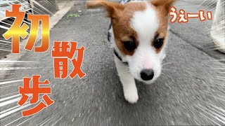 【子犬】初めてのお散歩/最後のワクチン/病院トラウマ/先生大好き/ジャックラッセルテリア/The puppy went for a walk for the first time