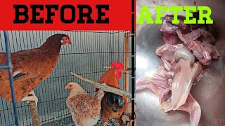 HENS ARE NO MORE – Muhammad Ali Vlogs