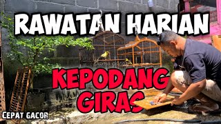 Rawatan harian kepodang emas giras supaya cepat bunyi dan gacor