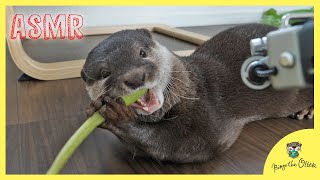 【カワウソの咀嚼音ASMR】ビンゴ君とベルさんの大好物｜ASMR otter Bingo\u0026Belle eating different type of food