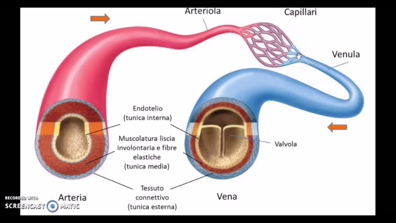 I Vasi Sanguigni E La Circolazione - YouTube