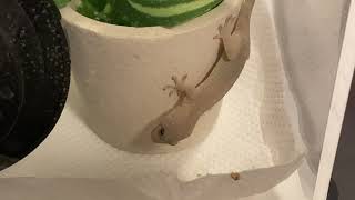 【Gecko Feeding】飼っているニホンヤモリに餌をあげる