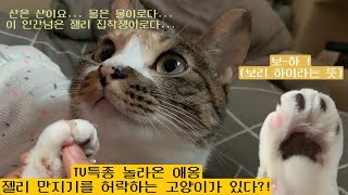 젤리만지는걸 허락해주는 고양이가 있다?!