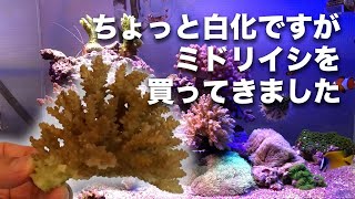 ちょっと白化してるんですが、ミドリイシを買ってきました！どんどん追加してミドリイシ水槽にして色揚げまでしたい！