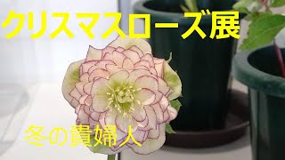 2023　冬の貴婦人クリスマスローズ展　花菜ガーデン