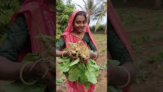 5 કિલો મોકલાવું મારા વાલા #shortfeed #radish