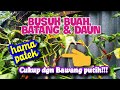 CARA AMPUH MENGATASI BUSUK BUAH BATANG DAUN (HAMA PATEK) DENGAN BAWANG PUTIH