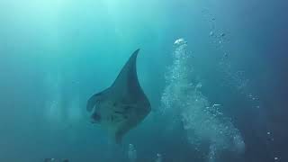 2024/05/27說走就走帛琉潛旅l人品大爆發（上）#帛琉 #Ltdive #Manta #牛奶湖 #水肺潛水 #上帝的水族箱