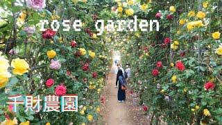 #千財農園 #バラ #4k #薔薇 #大分 #宇佐市【rose】Senzai Farm 5000㎡ rose garden