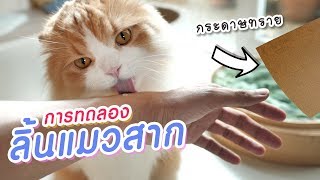 การทดลอง - ลิ้นแมวสากเบอร์ไหน?