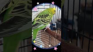 Pilipili 1146th day, spitting not eating, Funny and cute budgie, playful parakeet, happy bird#shorts