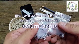 saturnCactus EP8 : เพาะเมล็ดแคคตัส โลโฟโฟร่า ระบบปิดในกล่องใส่รองเท้า