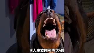 懂事的狗狗，为这个家庭操碎了心 #001