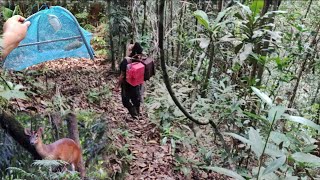 MASUK HUTAN MIKAT CUCAK IJO SUMATRA KETEMU BANYAK JERAT KIJANG Part 2