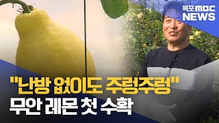 겨울철 난방 없이도..무안 레몬 첫 수확[목포MBC 뉴스데스크]