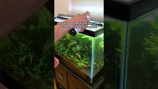 How I clean my planted tank *lazy edition*