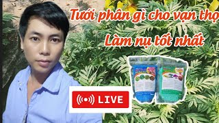 tưới phân gì cho vạn thọ chuẩn bị làm nụ - huỳnh thủy tinh vlog