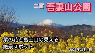 【二宮  吾妻山公園】菜の花と富士山の見える絶景スポット【低山ハイキング】【初心者OK】2025年2月上旬