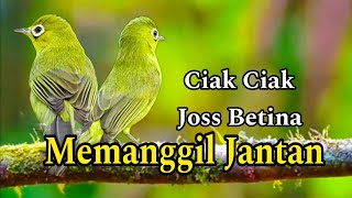 CIAK CIAK JOSS BETINA MEMANGGIL JANTAN PANCINGAN KECIAL KUNING AMPUH