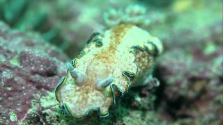 Glossodoris Cincta - Nudibranch in Hong Kong