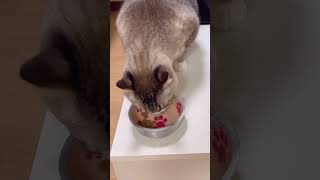 ペヤングＶＳ早食い猫 Eating contest #cat