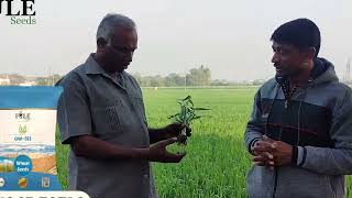 70 મણ ઉત્પાદન આપતી ઘઉં નવી જાત - GW 513 ..  #gahu #wheatseed #agriculture #farming #khetibadi