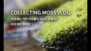 자연에는 어떤 이끼들이 자라고 있을까? COLLECTING MOSS IN NATURE VLOG 이끼 채집 브이로그