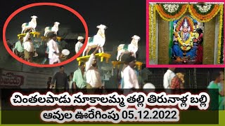 చింతలపాడు నూకాలమ్మ తల్లి తిరునాళ్ల బల్లి ఆవుల ఊరేగింపు 05.12.2022 || chintalapadu tirunalla(jathara)