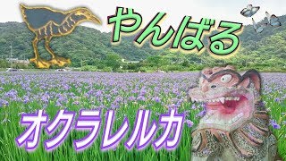 沖縄県大宜味村喜如嘉オクラレルカ～Iris Ochroleuca okinawa japan～