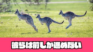 「オーストラリアの象徴カンガルー！後退不可の秘密を探る！」【秘密を暴露】自然に巧みに適応する繁殖術とは？