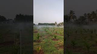 பாக்கு நடவு - Areca Nut cultivation #arecanut #farming #vlog #video #agriculture #scenery