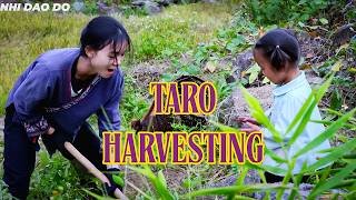 Harvest taro to create mouthwatering dishes that capture the essence of nature's bounty | Nhi Dao Do