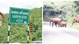 Elephants in crossing road Sathyamangalam forest/Sathyamangalam to mysore road sep 11/ 2021in tamil